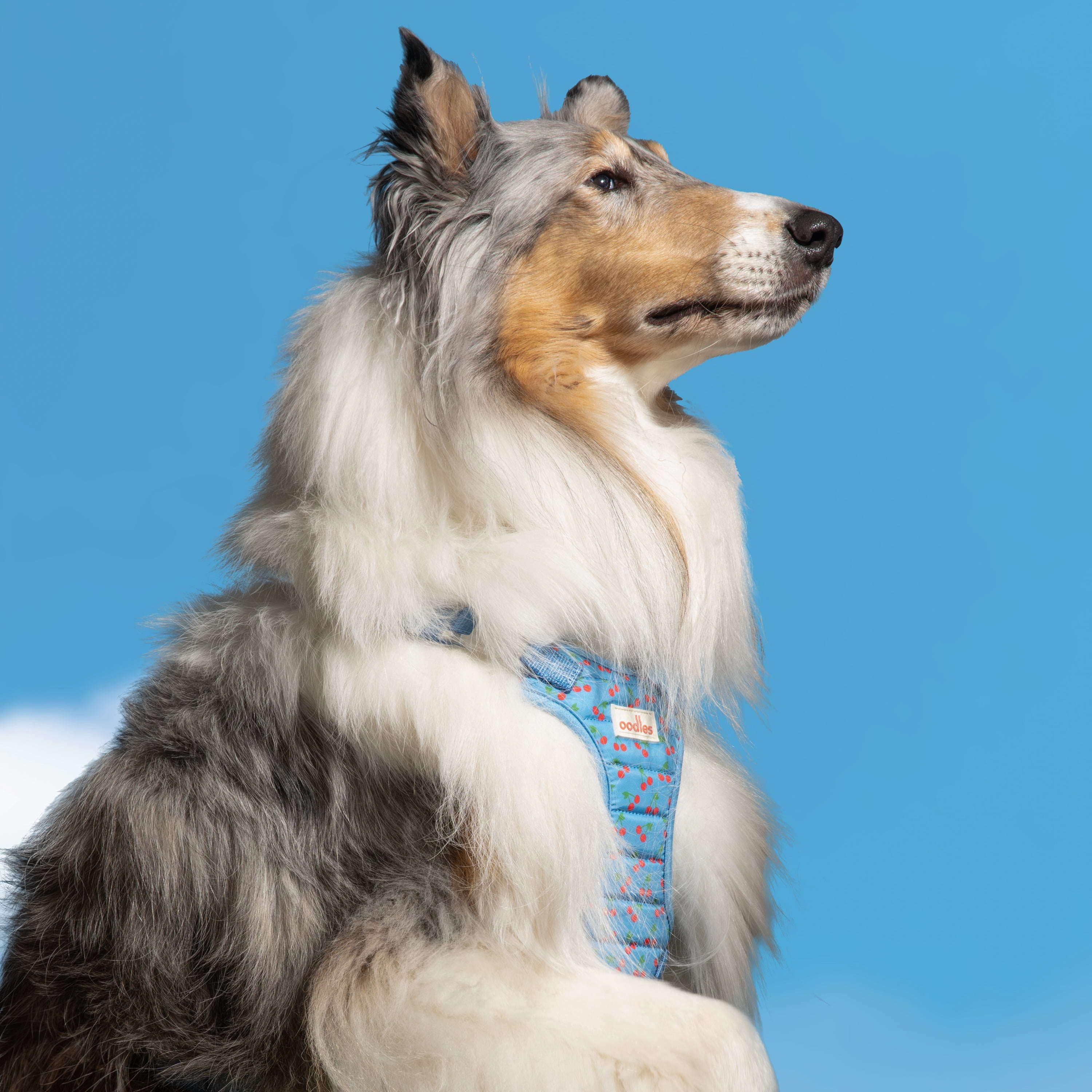 Oodles Blue Tart Cherries Quilted Adjustable Dog Harness, Medium