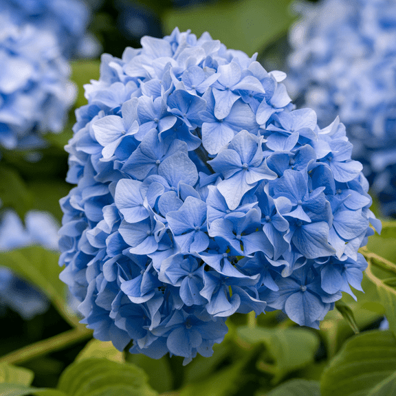 Blue Hydrangea Plant for Outdoor Growing, 3 - 5 inches Tall, Bigleaf Hydrangea Tree Live Plant, Dormant