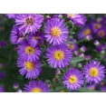 thumbnail image 3 of 100 Seeds| Swan River Mix Daisy Seeds- Authentic Seeds~GMO Free~ Seeds~Flower seeds~Vegetable seeds~ Asian Garden~Herb B5G1#N014, 3 of 5