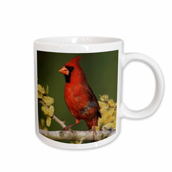 3drose, Northern Cardinal Bird, Lake Corpus Christi Texas - Na02 Rnu0704 - Rolf Nussbaumer, 11oz Mug