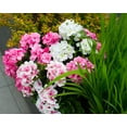 thumbnail image 3 of Morttic 2PCS 14'' Artificial Geraniums Silk Flowers Outdoor Garden Hanging Basket Porch Home Decor, 3 of 4