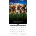 thumbnail image 3 of Dog's Life 2026 12 X 12 Wall Calendar, (Hardcover), 3 of 4