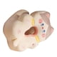thumbnail image 5 of Almohada para Siesta en Forma de V ANGGREK, 5 of 7