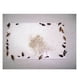 thumbnail image 5 of Sticky Glue Board Mouse Traps Cockroach Trapper, 5 of 9