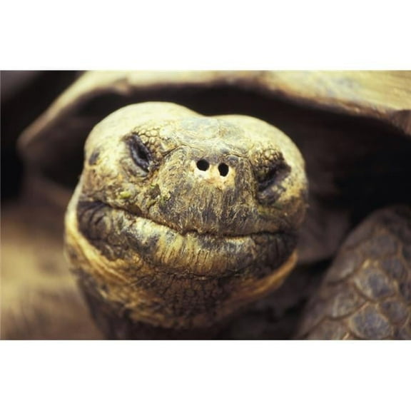 Close-Up Of Giant Tortoise Poster Print
