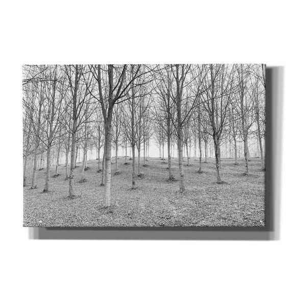 Epic Graffiti 'Nature Reorganised' by IMB, Canvas Wall Art, 60"x40"