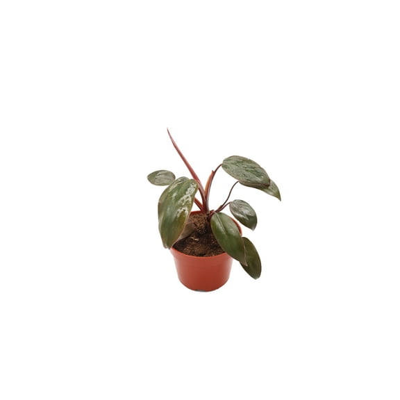 Philodendron Burgundy Princess - 4'' from California Tropicals