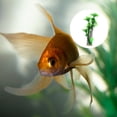thumbnail image 4 of 1 adorno de coco artificial para acuario grande (verde), 4 of 7