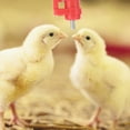 thumbnail image 1 of Chicken Drinker, Automatic Poultry Waterer, Practical Breeding Hen Farm Accessories, 1 of 8