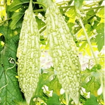 TomorrowSeeds - White Pearl Bitter Melon Seeds - 15  Count - For 2026 Planting Indian Bitter Gourd