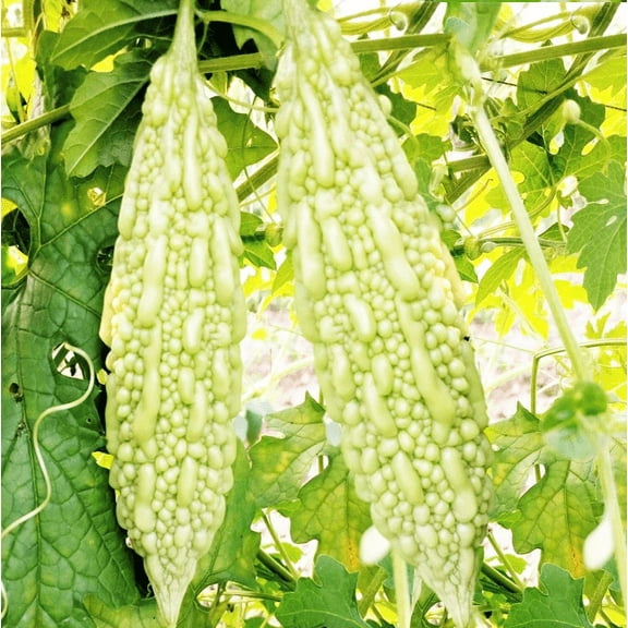 TomorrowSeeds - White Pearl Bitter Melon Seeds - 15  Count - For 2026 Planting Indian Bitter Gourd