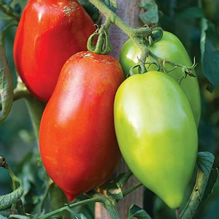 True Leaf Market | True Leaf Market Seed Company