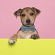thumbnail image 3 of Corbata de Huxley y de Kent | | Accesorio de cuello de corbata United Pride Pet MFZFUKR CPB-US-YY657-4, 3 of 5