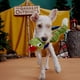 thumbnail image 3 of Juguete masticable para mascotas Bark Snake Plush, 3 of 4