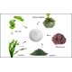 thumbnail image 2 of Crema facial Raya Crema ultraligera de algas marinas (304) antienvejecimiento, 2 of 9