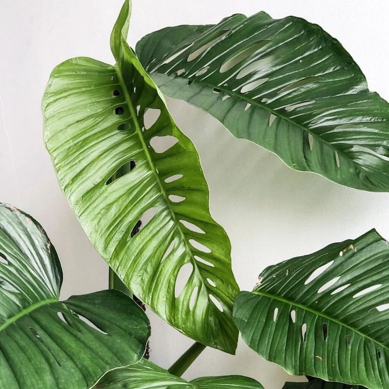 GARDENERA Monstera Lechleriana Schott Planting Mix - Promotes Steady Growth and Healthy Leaves - 10 Quart (2 Bags of 5 Quart) 10 QT