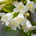 thumbnail image 5 of Live Dormant White Weigela Shrubs in 4 Inch Pot, Reblooming Weigela Bush Flowers for Planting, Fragrant Flower, 5 of 6
