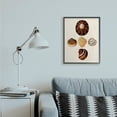 thumbnail image 5 of Stupell Industries Antique Round Patterned Nautical Sea Shell Vintage Framed Wall Art Design by G.W. Knorr, 24" x 30", Black Framed, 5 of 5