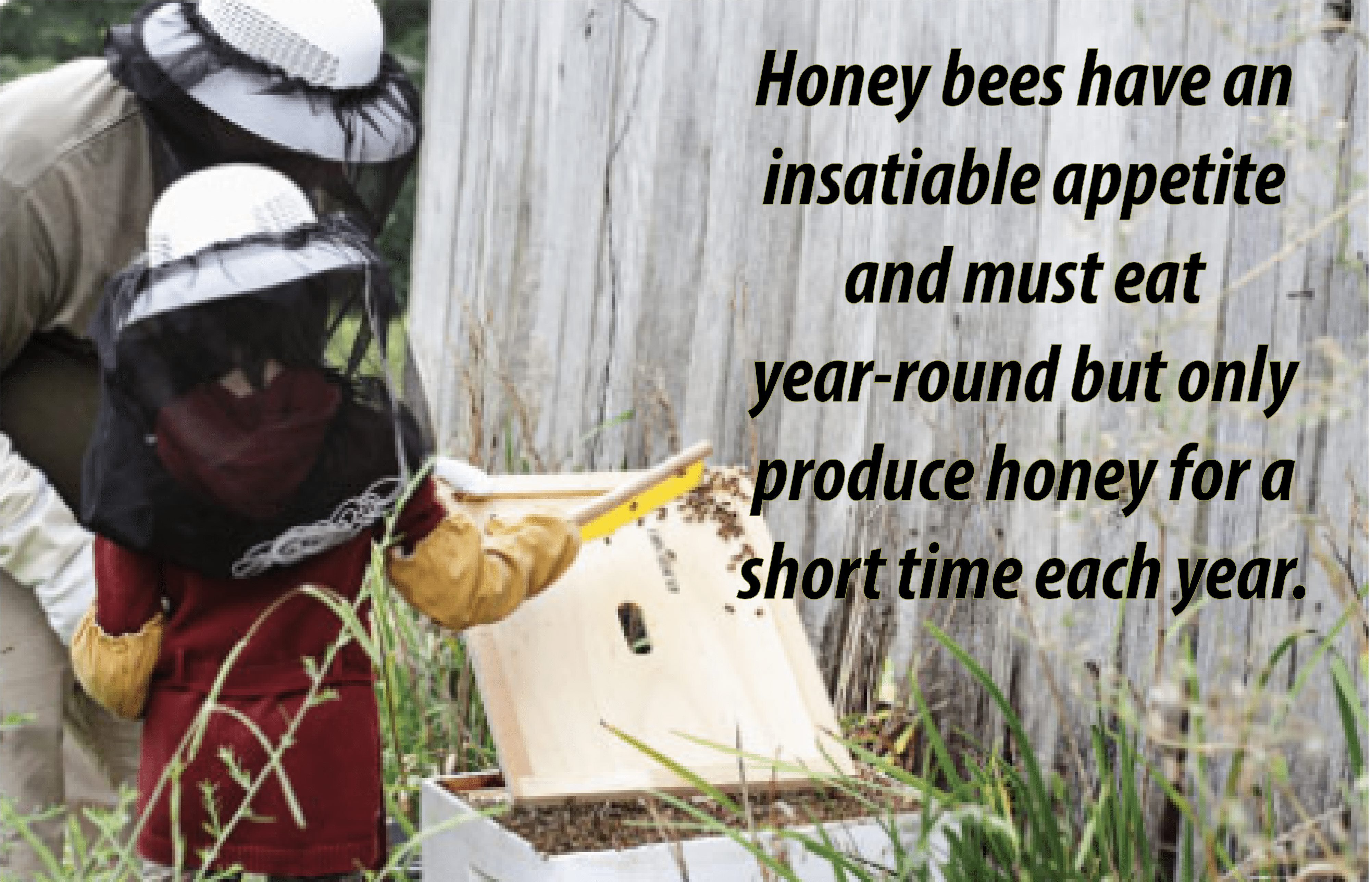 3lb Treasure Valley Honey Raw Unprocessed Fresh for Homebrew and Mead