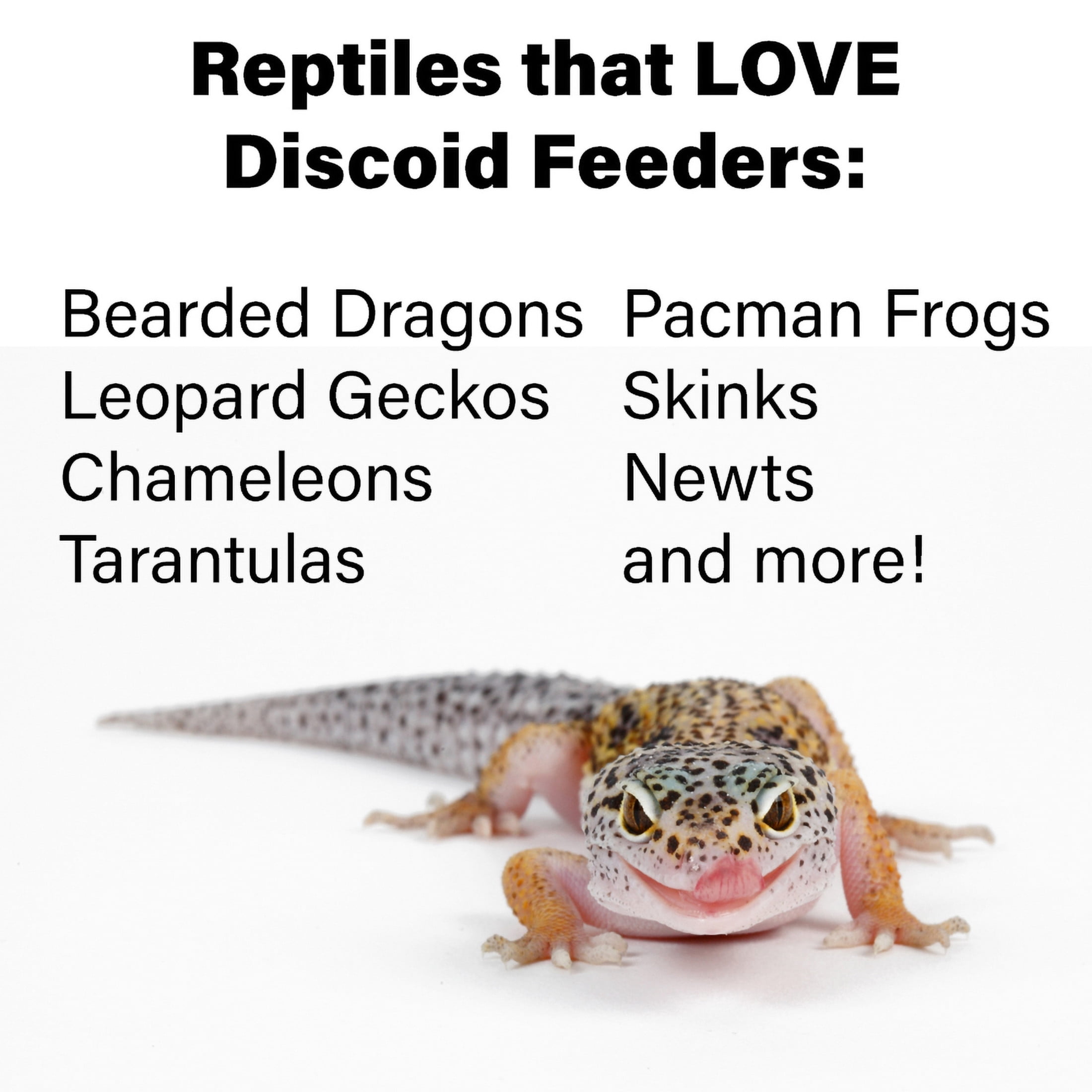 ReptiCulture Small Discoid 50 ct