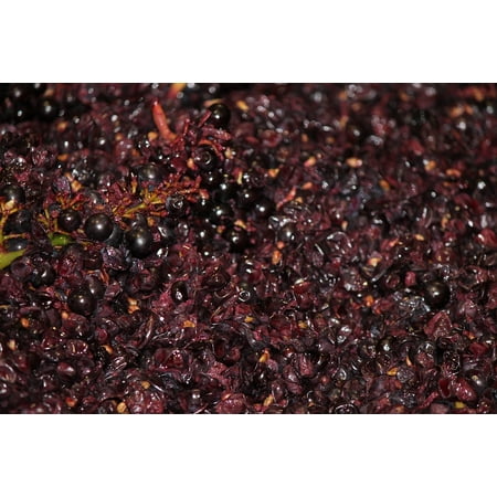 - LAMINATED POSTER Ripe Vineyard Grapes Wine Pinot Noir Harvest Poster Print 24 x 36
