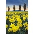 thumbnail image 2 of Audit, Lisa 23x32 Gold Ornate Wood Framed with Double Matting Museum Art Print Titled - Skagit Valley Daffodils I, 2 of 4