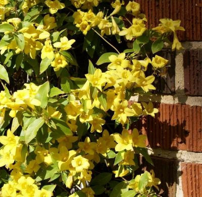 Classy Groundcovers, Carolina Jasmine, Carolina Jessamine, Yellow Jessamine, Evening Trumpetflower, Trumpet Flower, Wild Jasmine, False Jasmine {2...