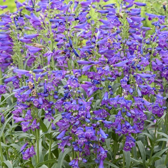 Proven Winners 6" Purple Bejeweled 'Lavender Sapphires' Bearded Penstemon Live Plant in 6.5" Pot