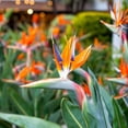 thumbnail image 5 of Set of 2 Orange Bird of Paradise Live Plants, Tropical Flowering Plants for Patio or Garden, 5 of 5