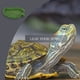 thumbnail image 2 of Billuyoard Alimentador de agua para reptiles en forma de hoja, tazón de comida de oruga de tamaño pequeño, cuenco de alimentación compacto Suministros de alimentación y agua para mascotas Billuyoard PT004132-00, 2 of 6