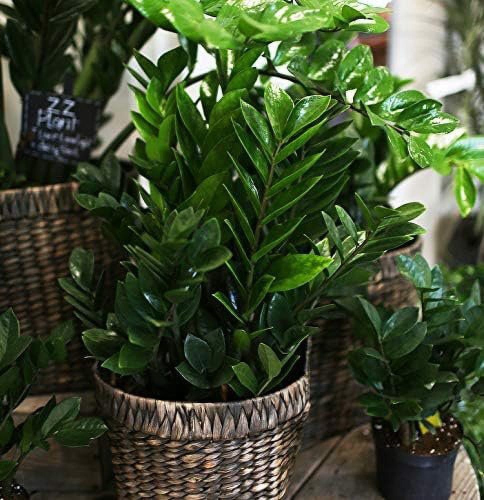 ZZ Plant - Live Plant in a 4 Inch Pot - Zamioculcas Zamiifolia - Beautiful Easy to Grow Air Purifying Indoor Plant
