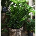 thumbnail image 5 of ZZ Plant - Live Plant in a 4 Inch Pot - Zamioculcas Zamiifolia - Beautiful Easy to Grow Air Purifying Indoor Plant, 5 of 5
