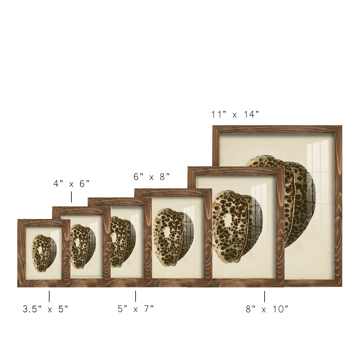 Sealife Collection III - Framed Print w/glass - Walnut