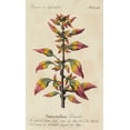 thumbnail image 2 of Unknown 16x24 Gold Ornate Wood Framed with Double Matting Museum Art Print Titled - Gardeners Guide VI, 2 of 4