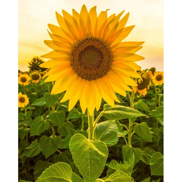 Mammoth Sunflower Seeds for Planting About 100 Flower Seeds in