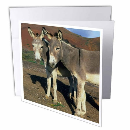 3dRose Ascension Island, Donkey wildlife - OC20 KSC0007 - Kevin Schafer, Greeting Cards, 6 x 6 inches, set of 6