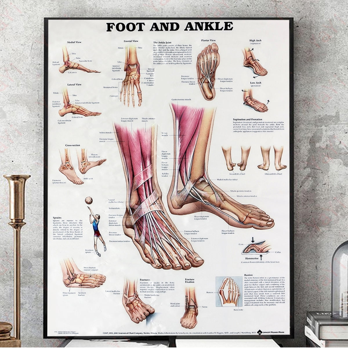 健康・医学 Anatomy of the Foot and ankle Anatomy Of The Foot Ankle - OrthoPaedia