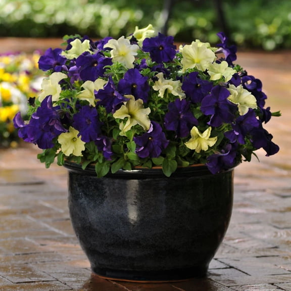 Petunia Fuseable Blueberry Lime Jam Seed