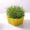 Yellow, variant on JingChun 1 Pack Seed Sprouter Tray - Nursery Tray Seed Germination Propagation Trays with Lid - Soil-Free Wheatgrass Sprouting Growing Kit for Garden Home office