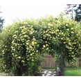 thumbnail image 2 of Lady Banks Yellow Rose - Live Plant ( 1 QT ) - Full Sun - Climbing / Rambling Rose, 2 of 5