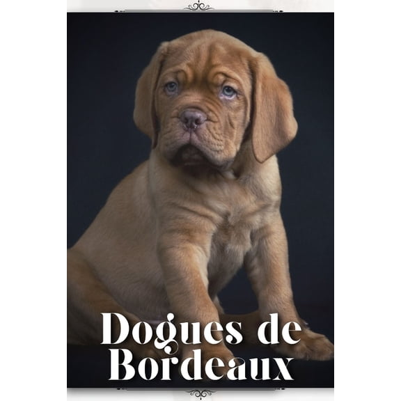 Dogues de Bordeaux : Dog breed overview and guide (Paperback)