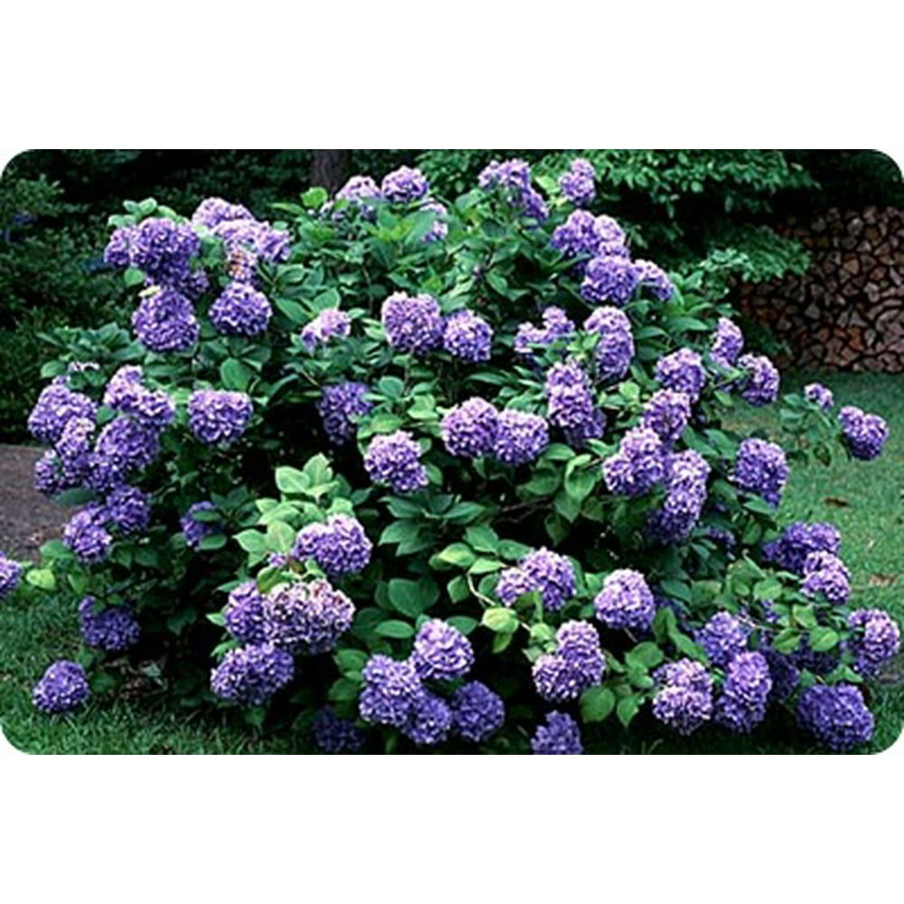 Purple Hydrangea Bush, 1 Each - Walmart.com - Walmart.com