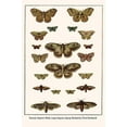 thumbnail image 1 of Peacock, Emperor Moths, Large Emperor, Spurge Hawkmoth, Privet Hawkmoth-Fine Art Canvas Print (20" x 30"), 1 of 1