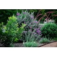 Texas Sage 3 Live Plants Leucophyllum Frutescens Low Maintenance