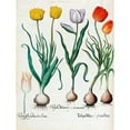 thumbnail image 3 of Besler, Basilius 15x18 Black Modern Framed Museum Art Print Titled - Tulips, 3 of 5