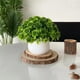 thumbnail image 3 of Artificial Plant Pot, Small Potted Decoration, Living Room Countertops Windowsills, Desktop Greenery, Home Decor, Artificial Plants for Home, Realistic Touch, Stylized Design, High Traffic Plants,, 3 of 8