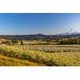 thumbnail image 2 of Haney, Chuck 32x23 Black Ornate Wood Framed with Double Matting Museum Art Print Titled - Fruit orchards in full bloom with Mount Hood in Hood River-Oregon-USA, 2 of 4