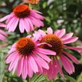 thumbnail image 2 of EuroBlooms Magnus Purple Coneflower Bulbs, Bag of 4, Native Perennial Pollinator Garden Plant, 2 of 9
