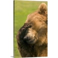 thumbnail image 1 of Great BIG Canvas | "Bear With Paw Over Eye" Canvas Wall Art - 20x30, 1 of 2