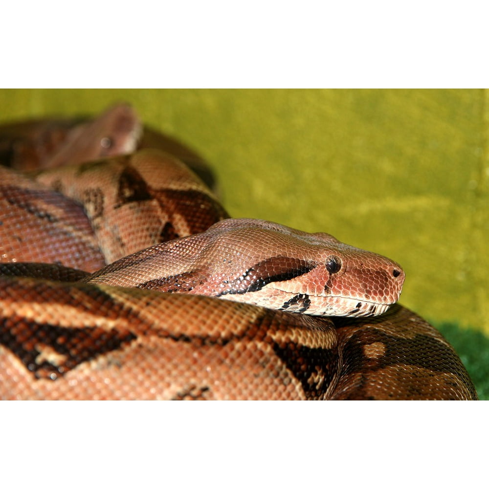 Terrarium Snake Boa Constrictor Common Boa Reptile-20 Inch By 30 Inch